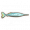 腭针鱼.png