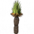 草树.png