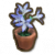 皇家蓝铃花盆栽.png