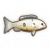 宝石鲈.png