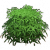 灌木.png