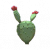 仙人掌实景.png