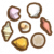 贝类至上.png