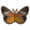 丑角蝶.png