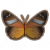 丑角蝶.png