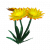 橙色纸雏菊.png