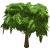 珊瑚相思树.png
