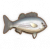 银鲈.png