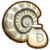 化石寻者.png