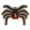 红背蜘蛛.png