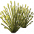 河芦苇.png