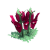 沙漠豌豆.png