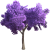 蓝花楹树.png