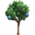 沙桃树.png