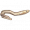 澳洲鳗鲡.png