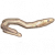 澳洲鳗鲡.png