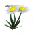 白色纸雏菊.png