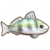 舌天竺鲷.png