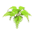 蕨类.png