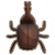 犀牛甲虫.png