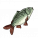 玉带鲤.png
