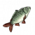 玉带鲤.png
