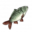 玉带鲤.png