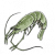 青虾.png