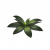 偃息草.png