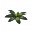 偃息草.png