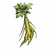 年青参.png