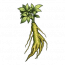 年青参.png