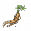 人参.png