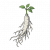 寒胆参.png