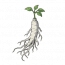 寒胆参.png