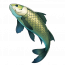 草鱼.png