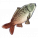 红尾鲤.png