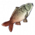 红尾鲤.png