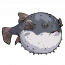河豚.png