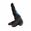 玄参.png
