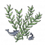 水草.png