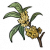 桂枝.png