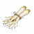 白芷根.png