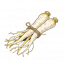 白芷根.png