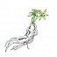 沙参.png