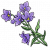 延胡索.png