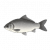 灰鳞鲫.png