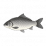 灰鳞鲫.png