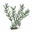 云河水草.png