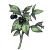 杜仲.png